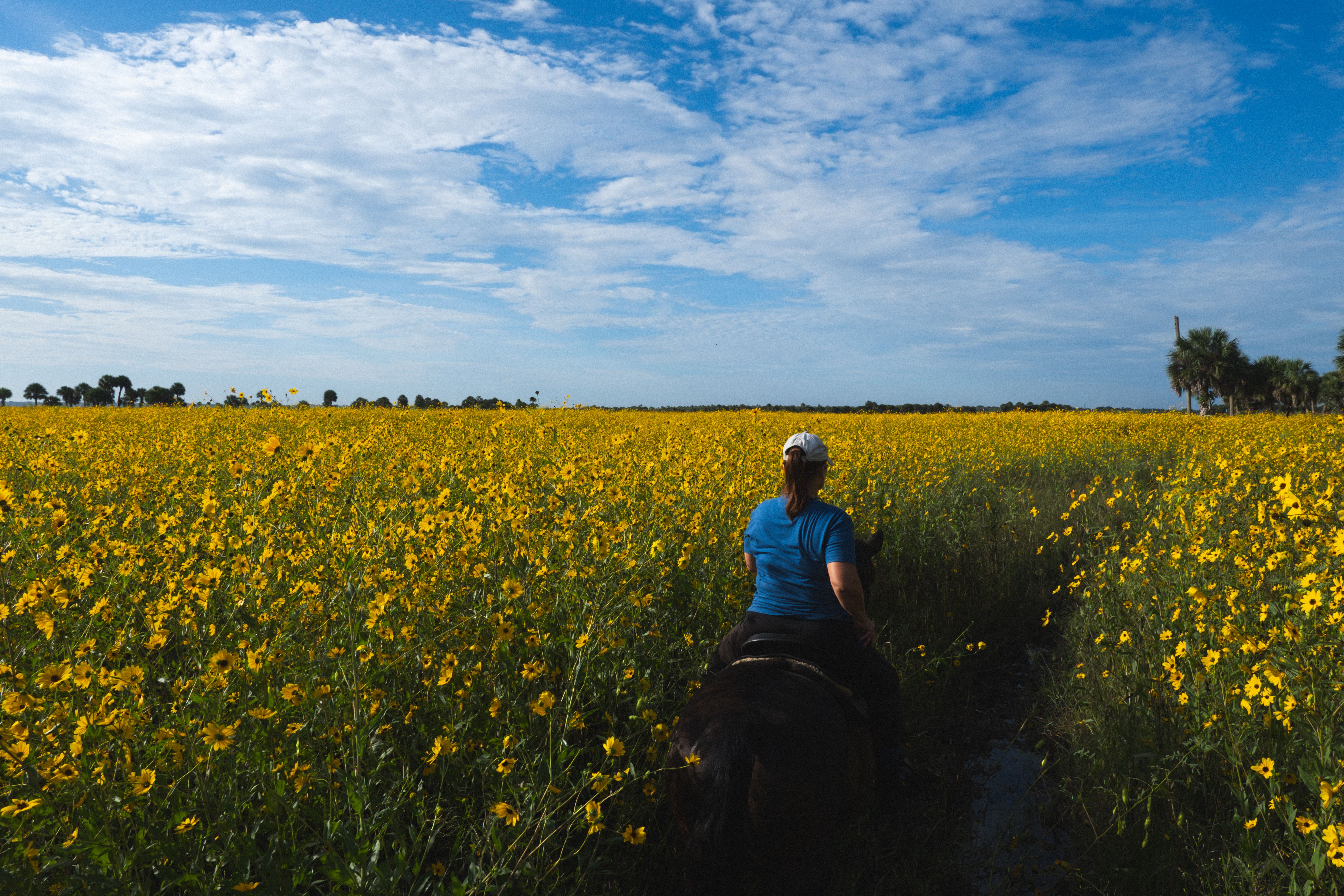 Lake Jessup Sunflowers