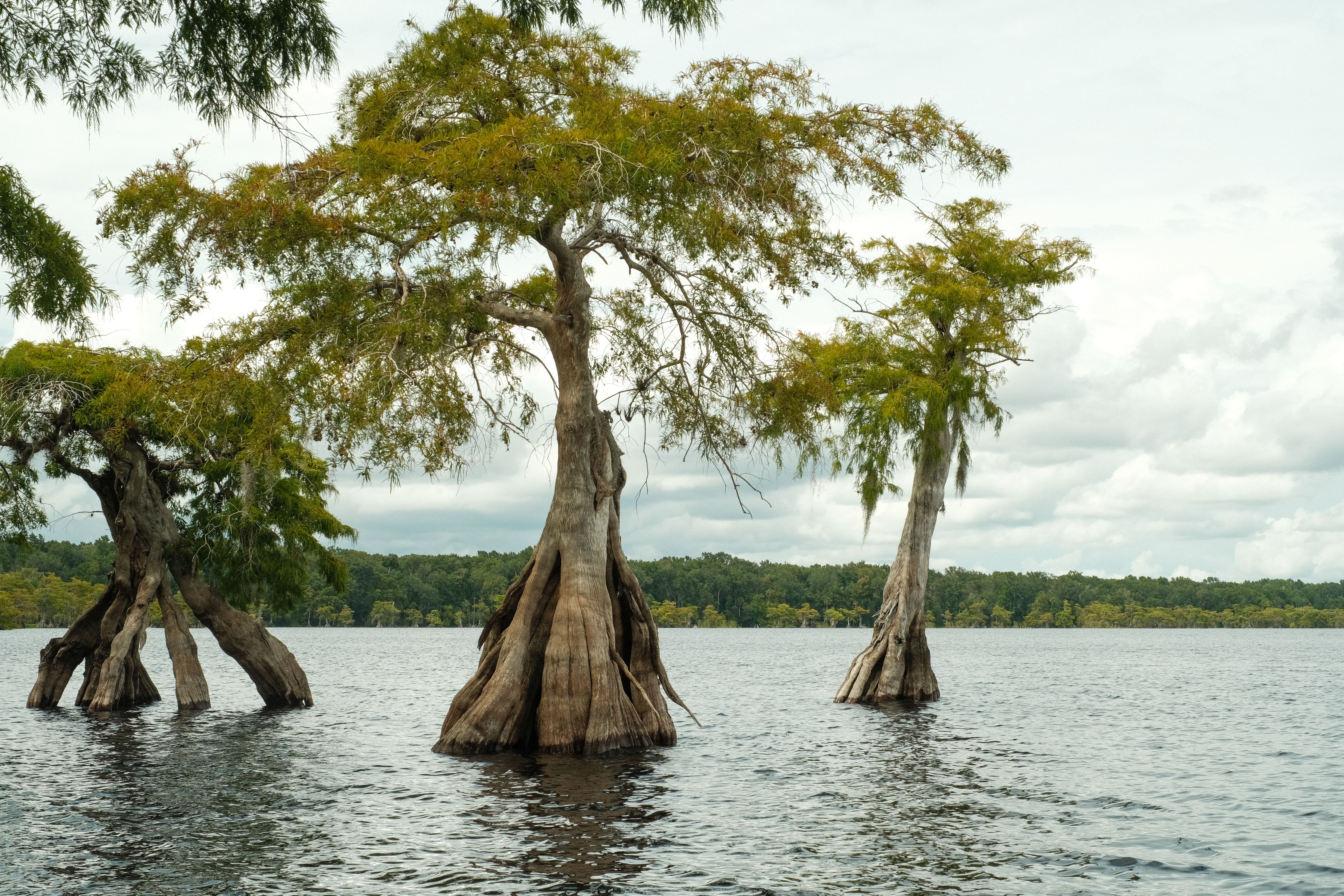 Lake Norris Trees