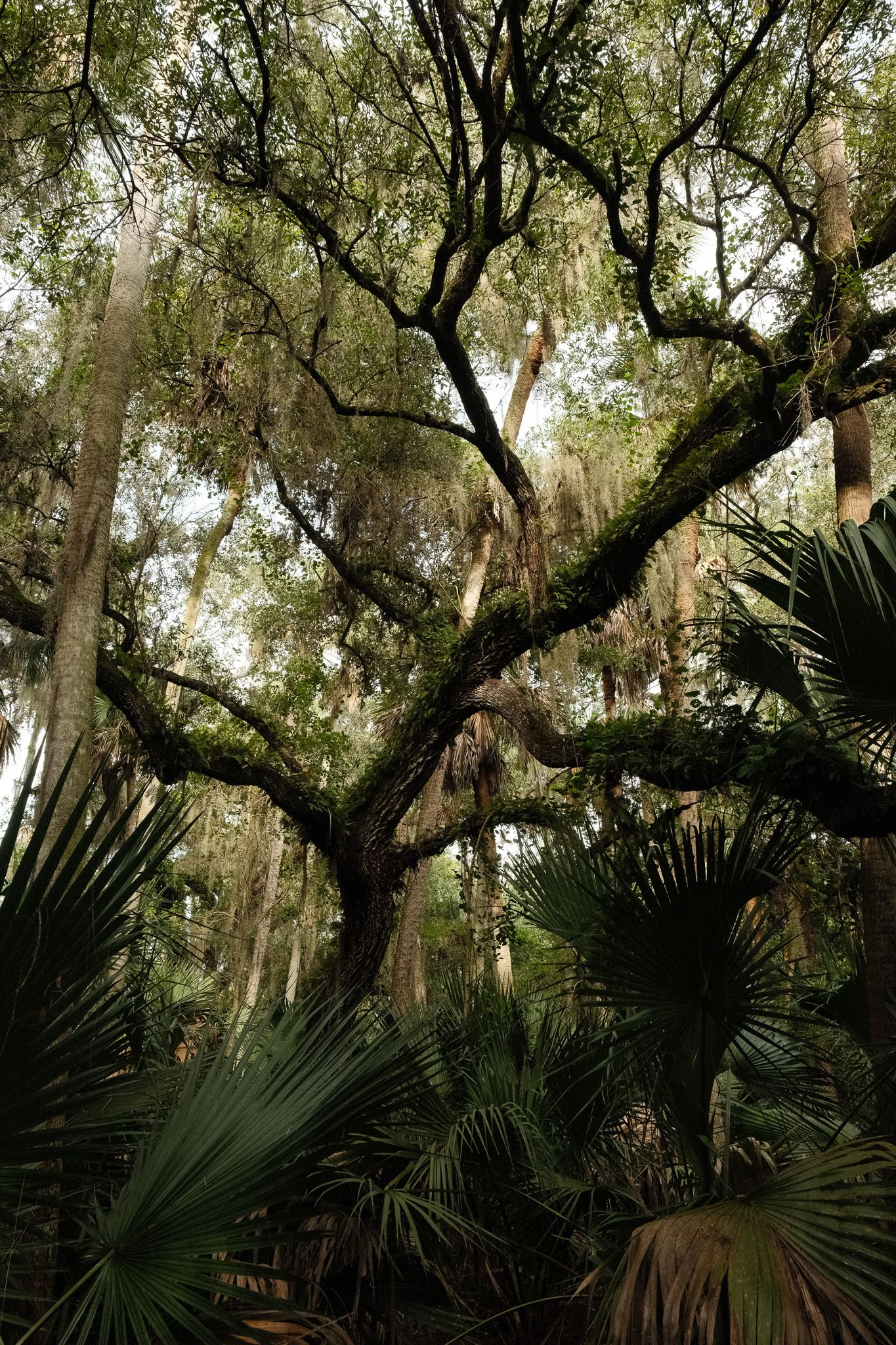 Sanford Tree Canopy