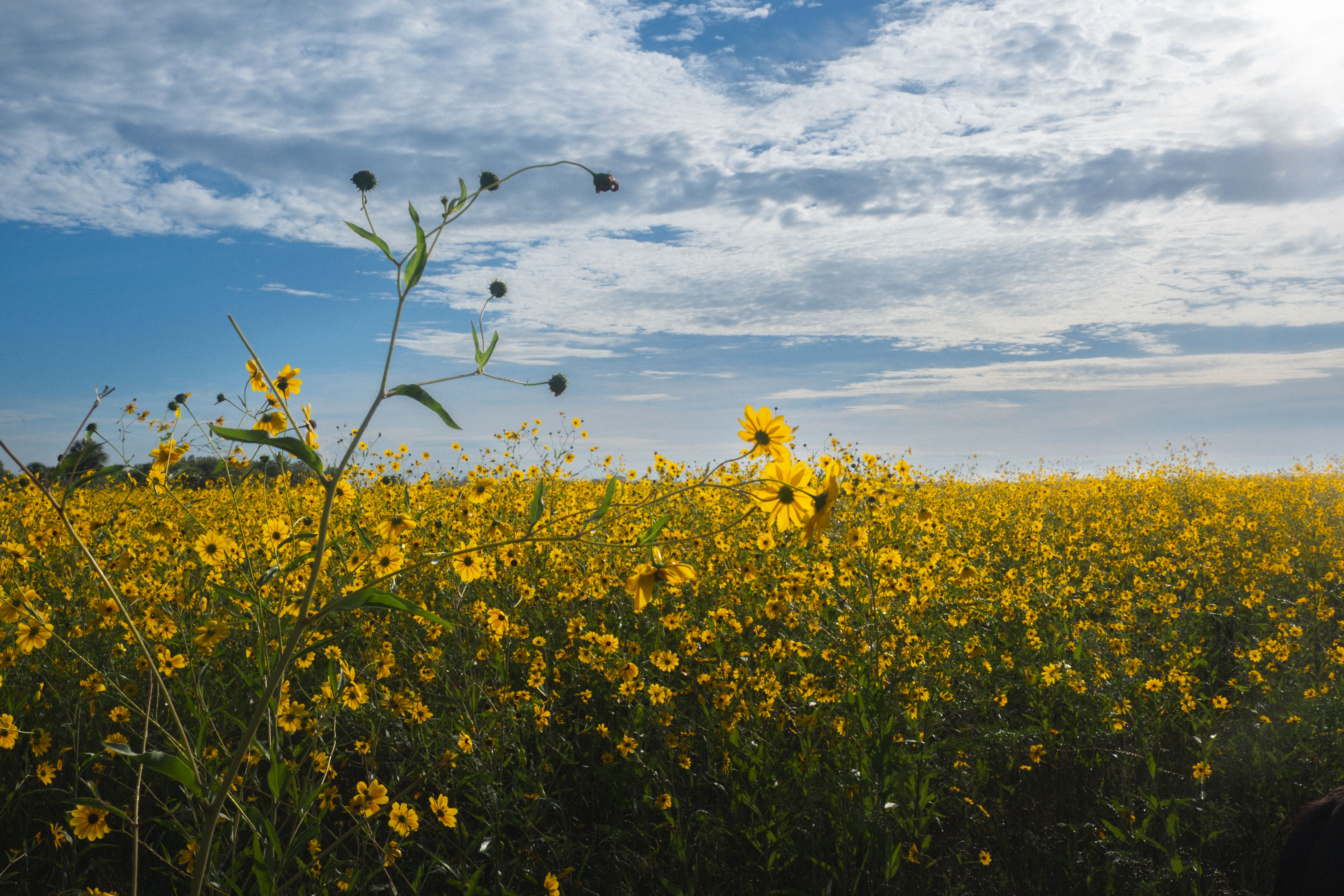 Sanford Sunflowers