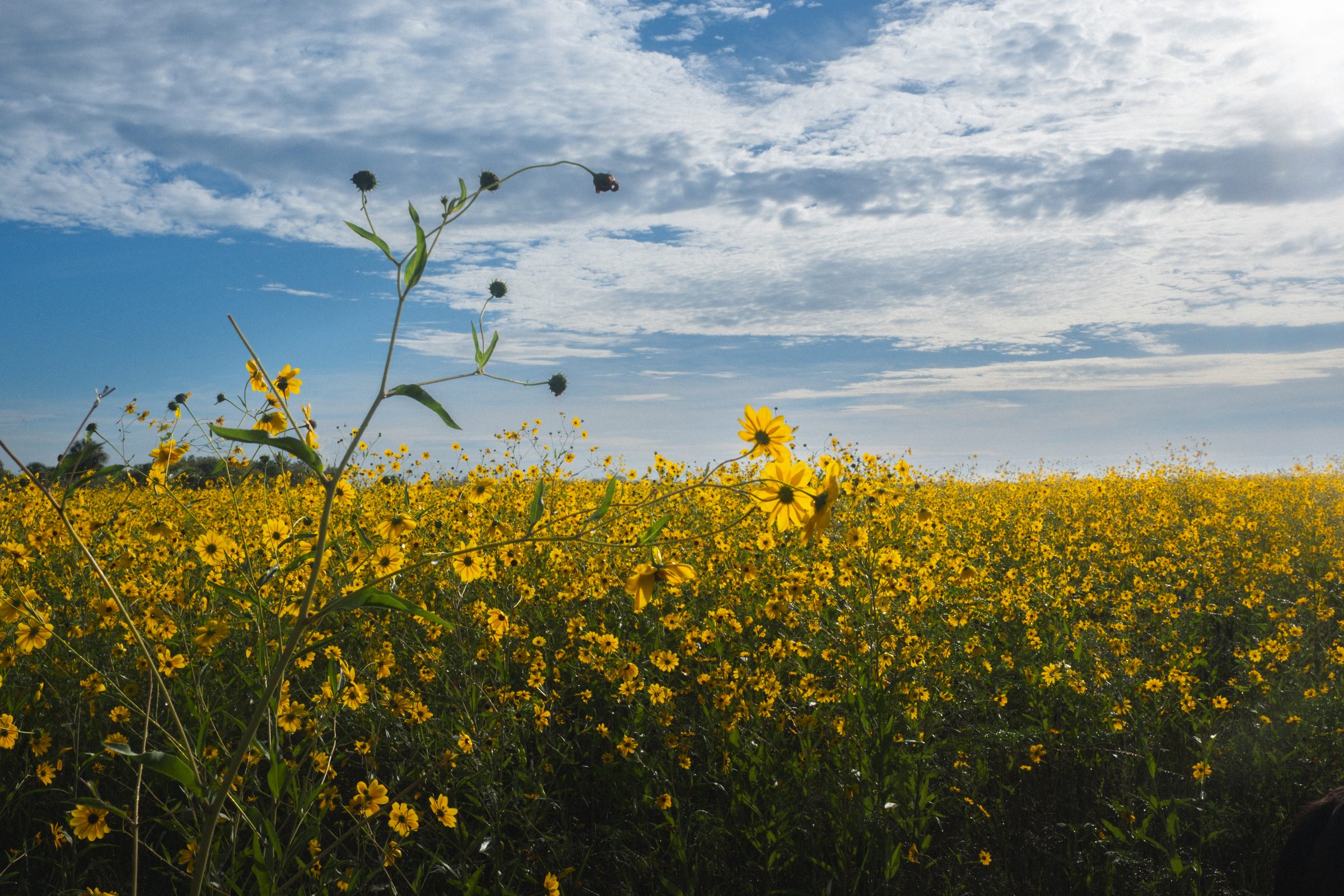 Sanford Sunflowers