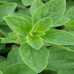 Organic oregano leaves extract