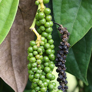 Black Pepper – USDA Certified Organic