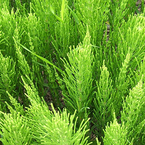 Horsetail herb powder