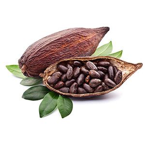 Organic Theobroma Cocoa Butter