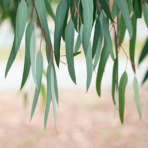Eucalyptus – USDA Certified Organic