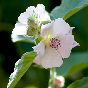 Organic Marshmallow Root