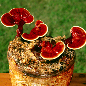 Reishi mushroom fruiting body extract