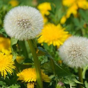 Organic dandelion root