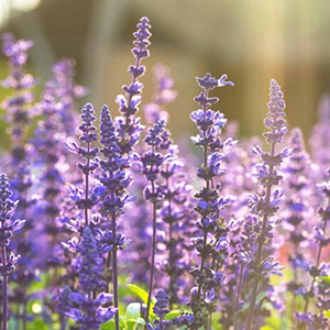 Clary Sage – USDA Certified Organic
