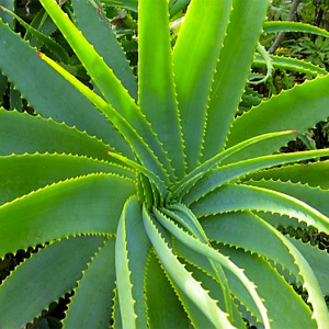 Jugo de Hoja de Aloe Vera o Sábila (Aloe barbadensis)*