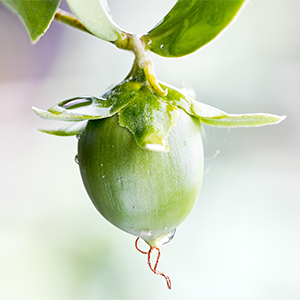 Jojoba Oil