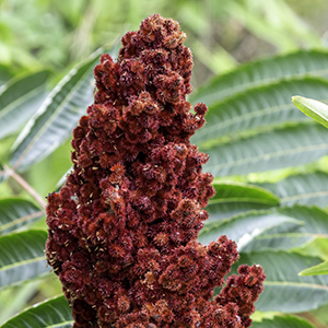 Organic sumac bran flower