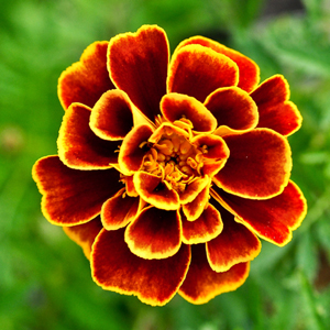 Organic Marigold Flower