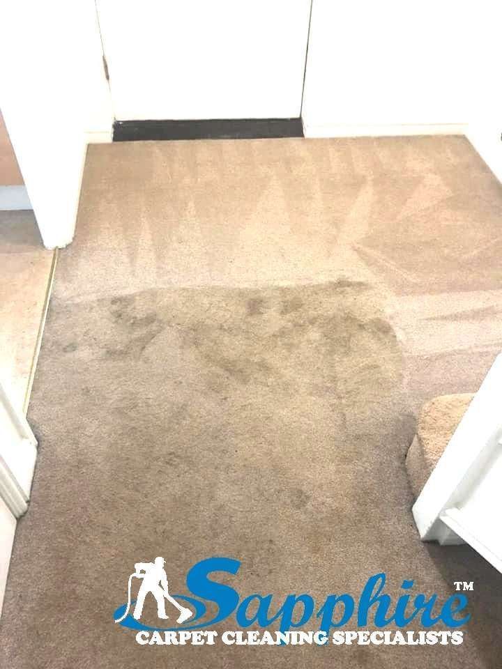 Hot-water extraction lifting grime from a lounge carpet