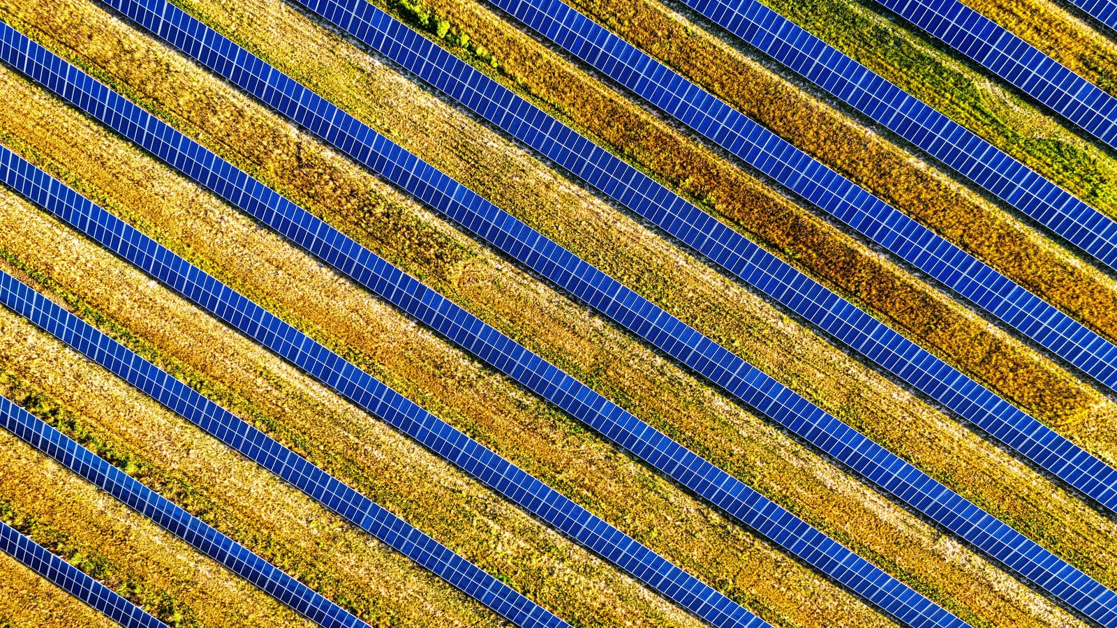 Vista aérea de fileiras de módulos fotovoltaicos entre campos cultivados.