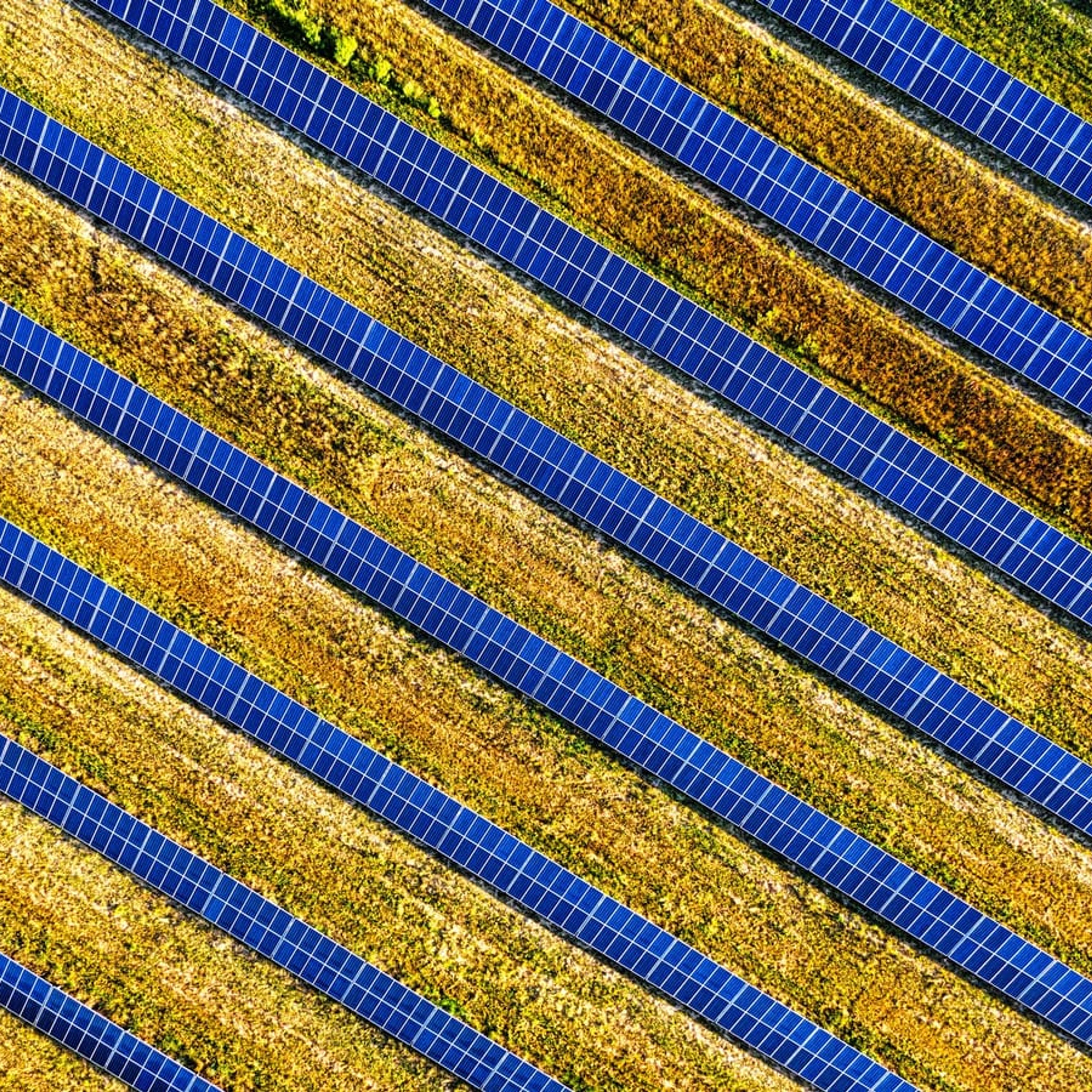 Vista aérea de fileiras de módulos fotovoltaicos entre campos cultivados.