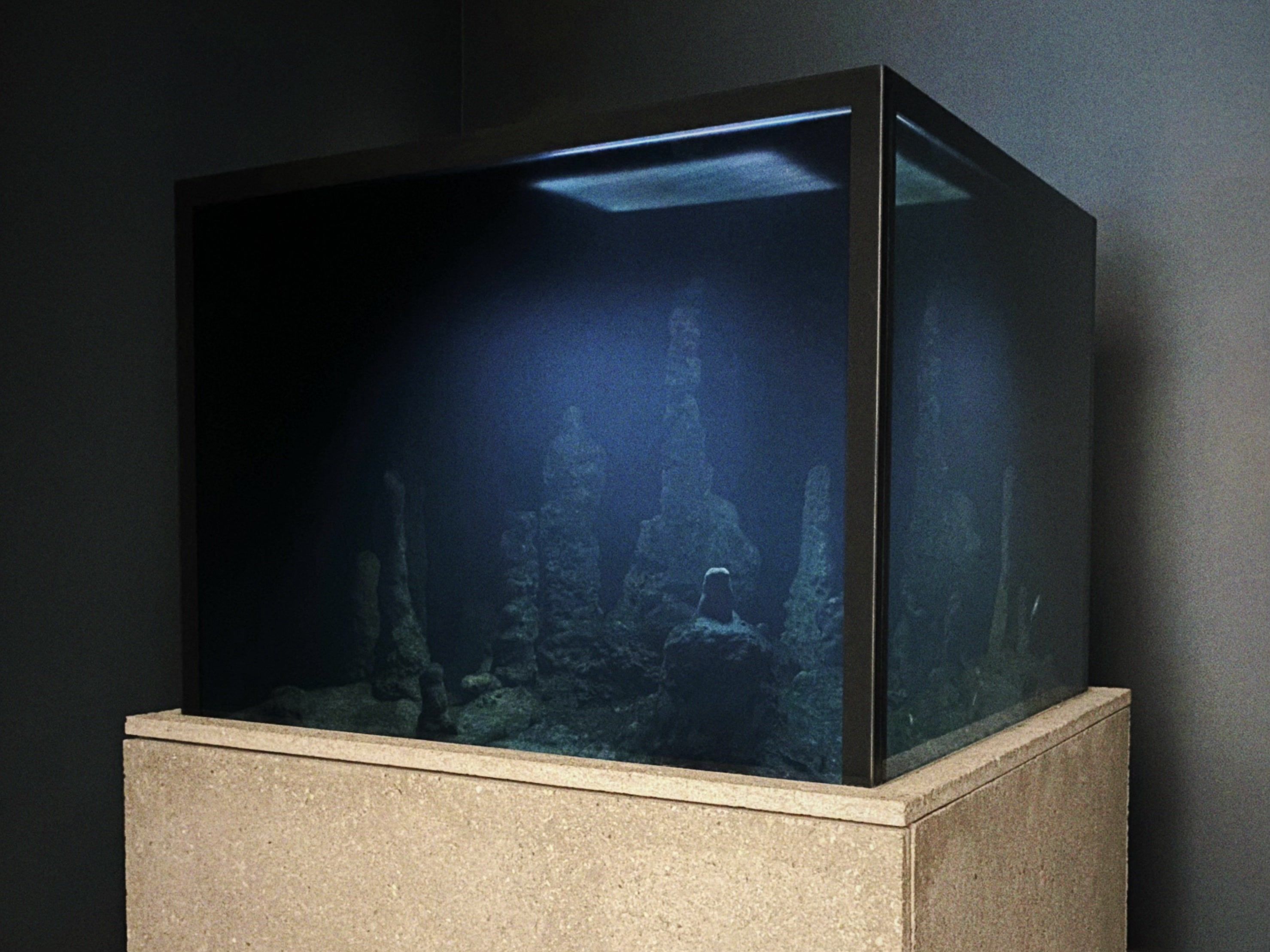 Pierre Huyghe 水族箱透明態，2022 年 6 月拍攝於文心藝所