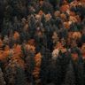 A forest in fall