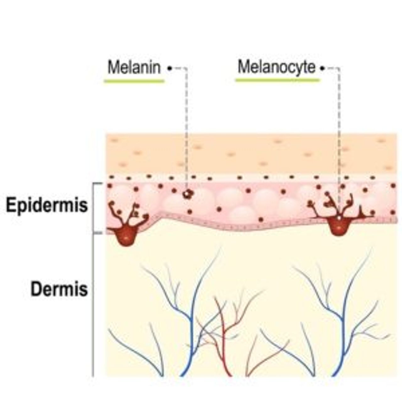 how skin tans melanin diagram