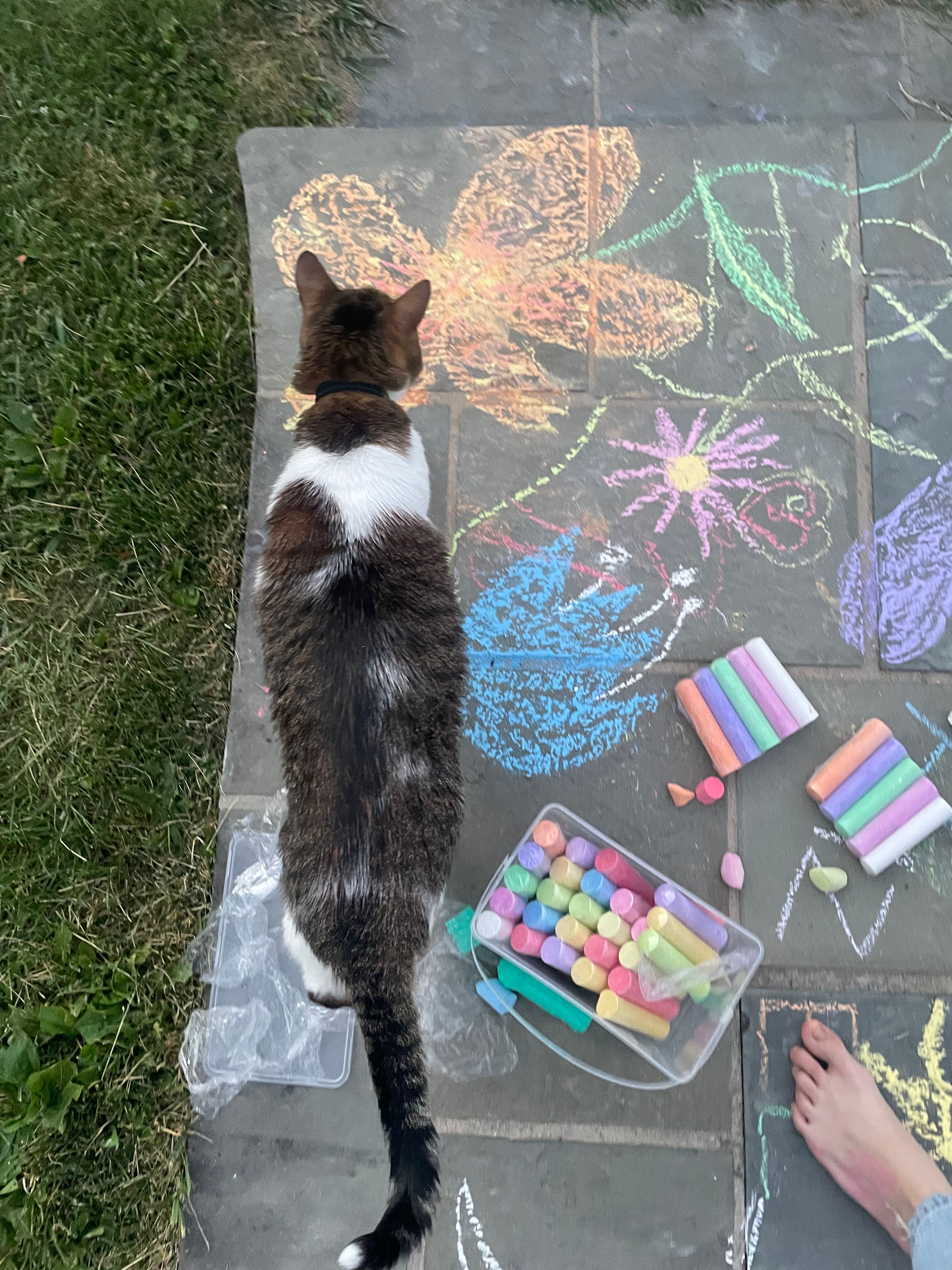 Giorgio walking in the front yard where we were drawing with chalk