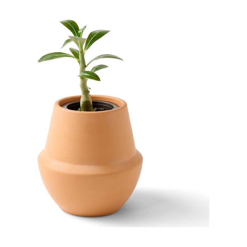 Terracotta Bonsai Grow Kit