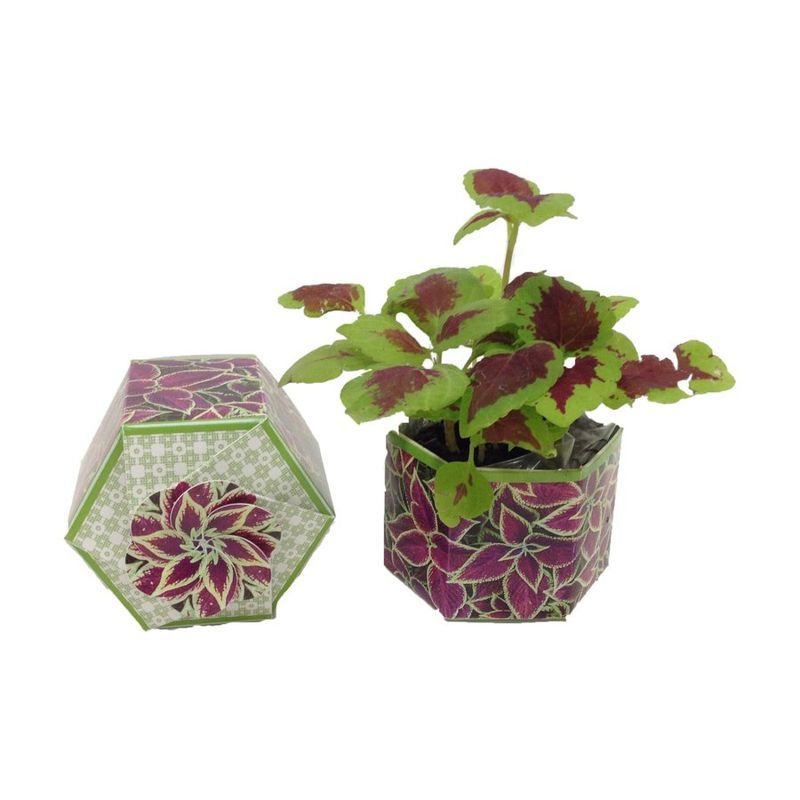 Coleus Rainbow SeedGems Paper Planter