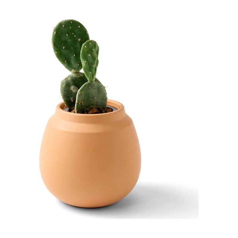 Modern Terracotta Grow Kit, Cactus