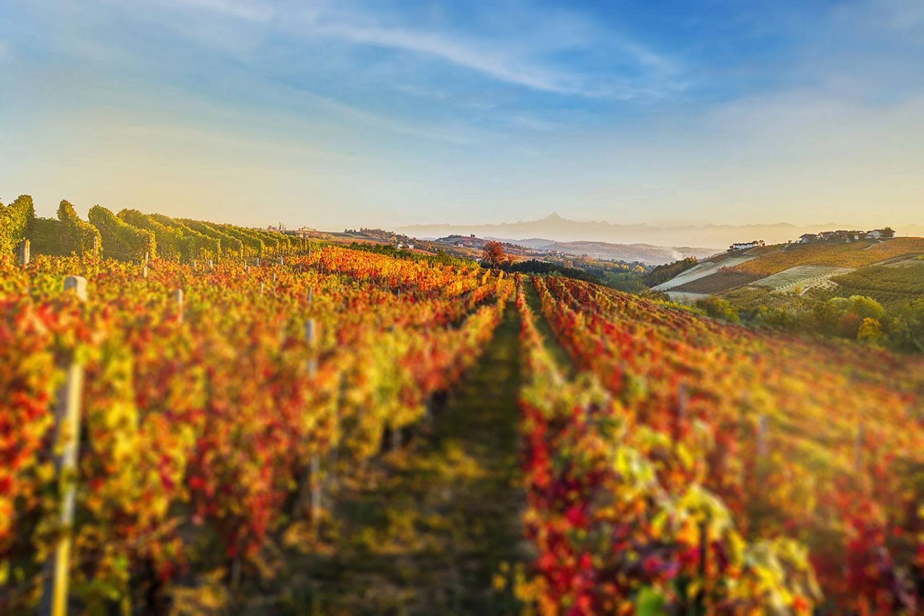 Moscone – Monforte d'Alba og La Morra, Piemonte