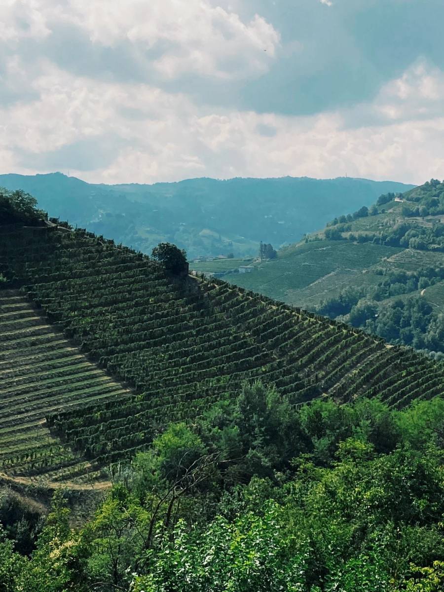Vinsmaking hos en av produsentene i Piemonte