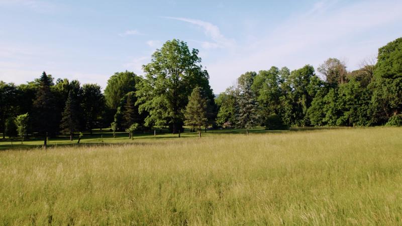 A wide establishing shot of the open meadow and treeline at Springton Manor Farm in Glenmoore, Pennsylvania, under a bright blue summer sky.