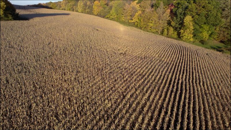 Aerial drone shot of a large cornfield at golden hour near Chanteclaire Farm in Friendsville, Maryland, with rows of dried corn stalks rolling over a hillside and autumn foliage visible along the treeline.