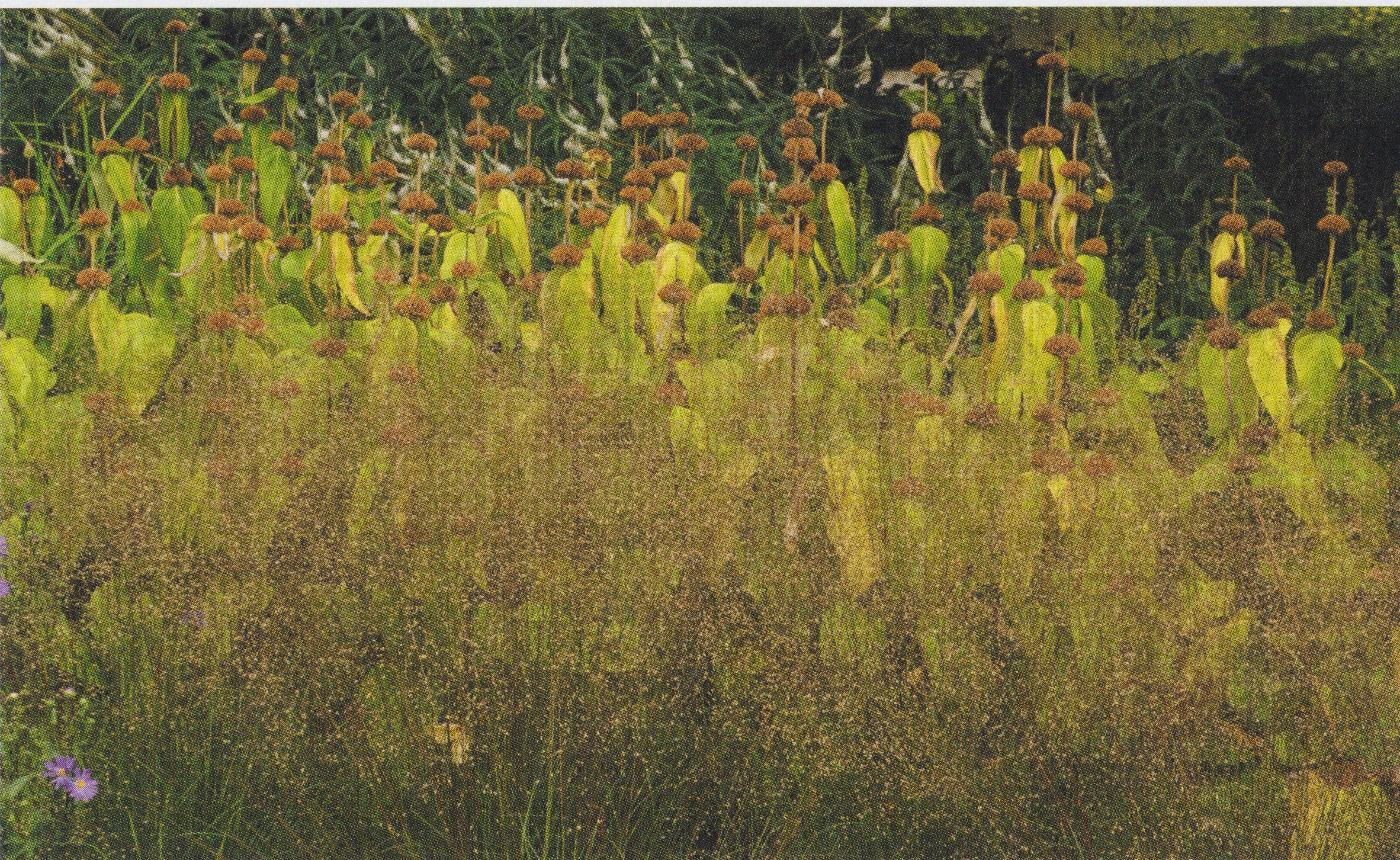 Spring Field Notes from Field Studies Flora
