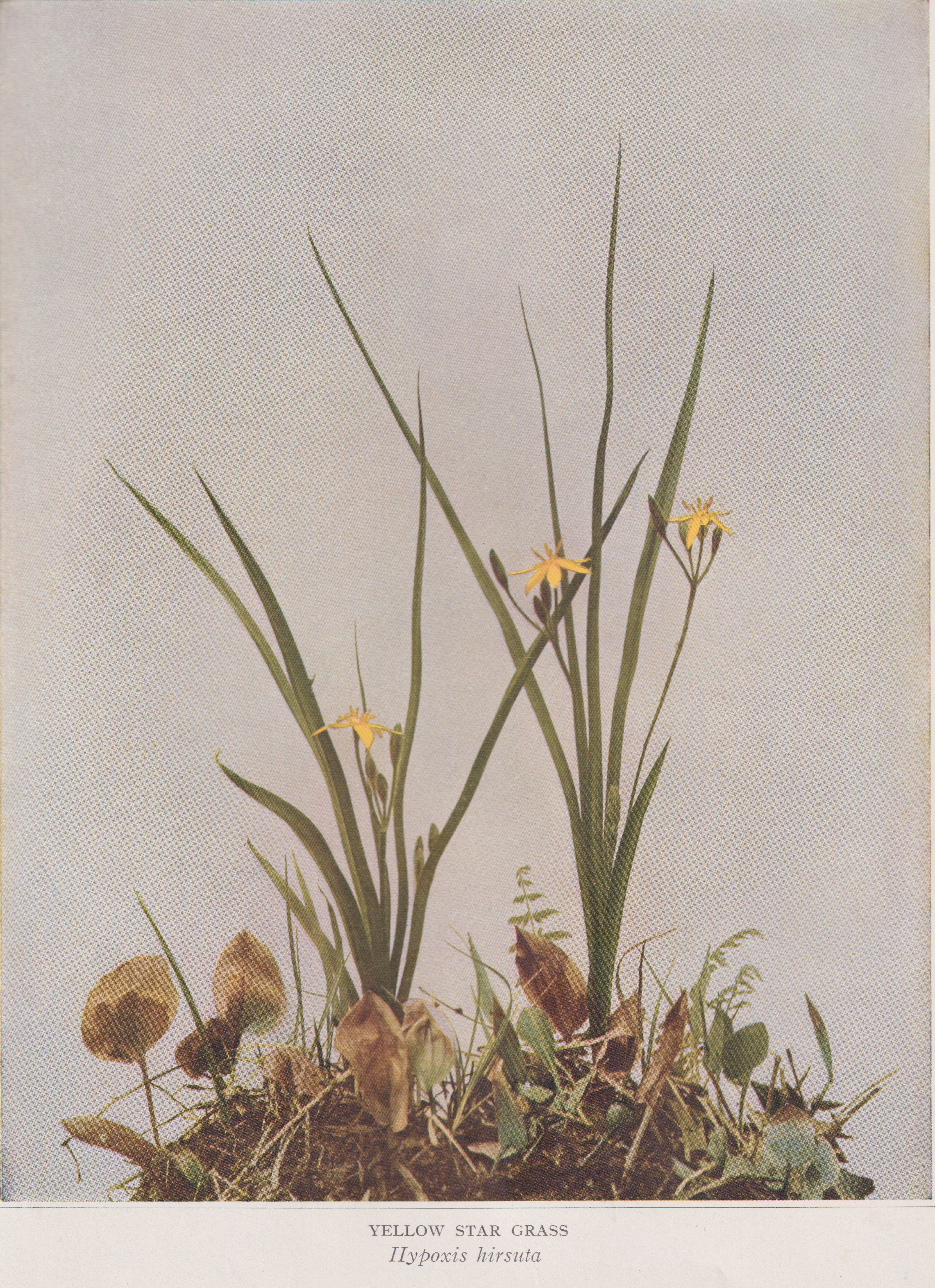 Spring Field Notes from Field Studies Flora
