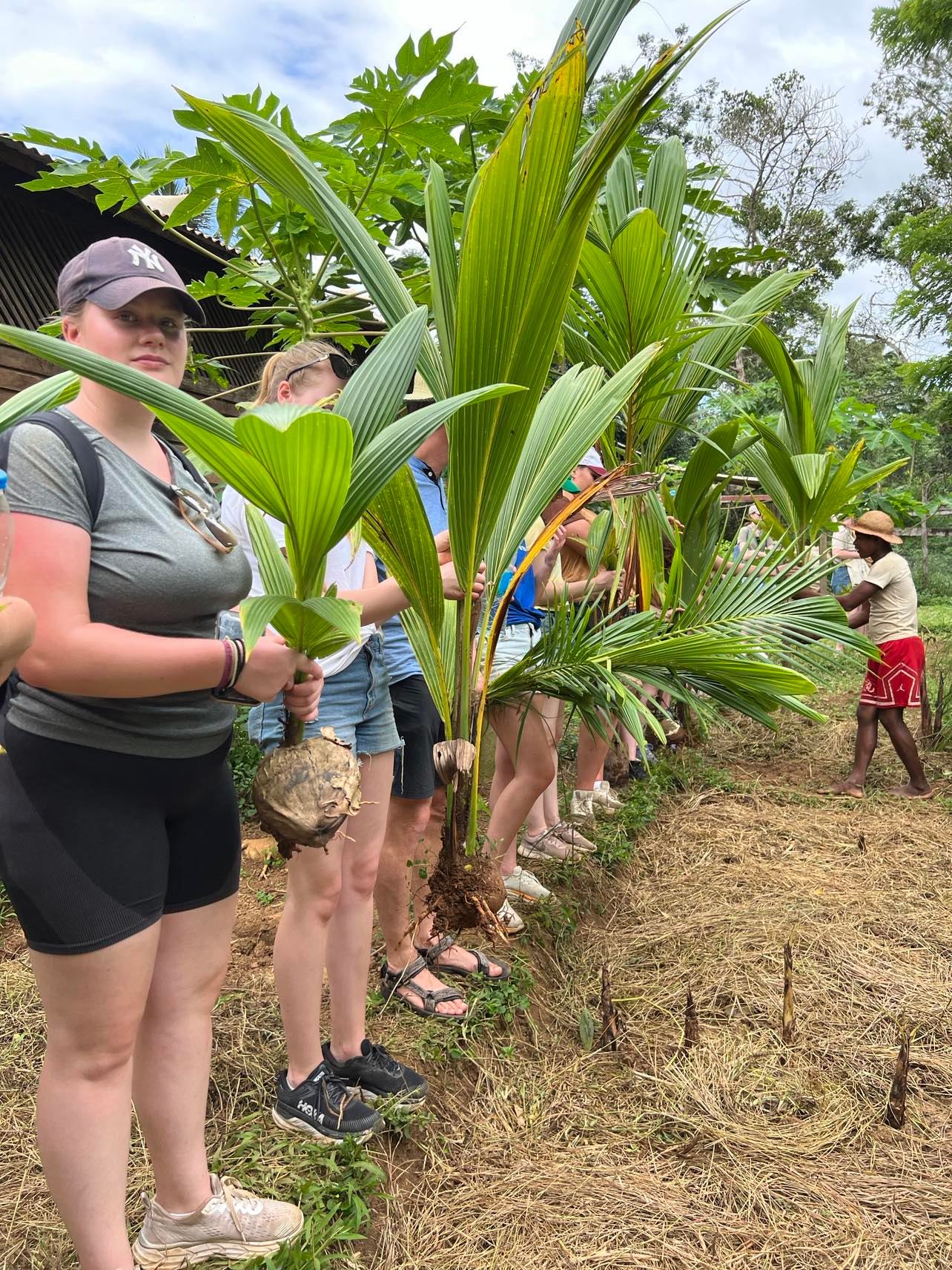 Elever på rad og rekke med bananplanter. 