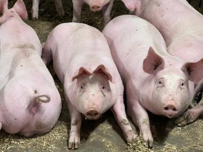 Slaktegris ser i camera. 