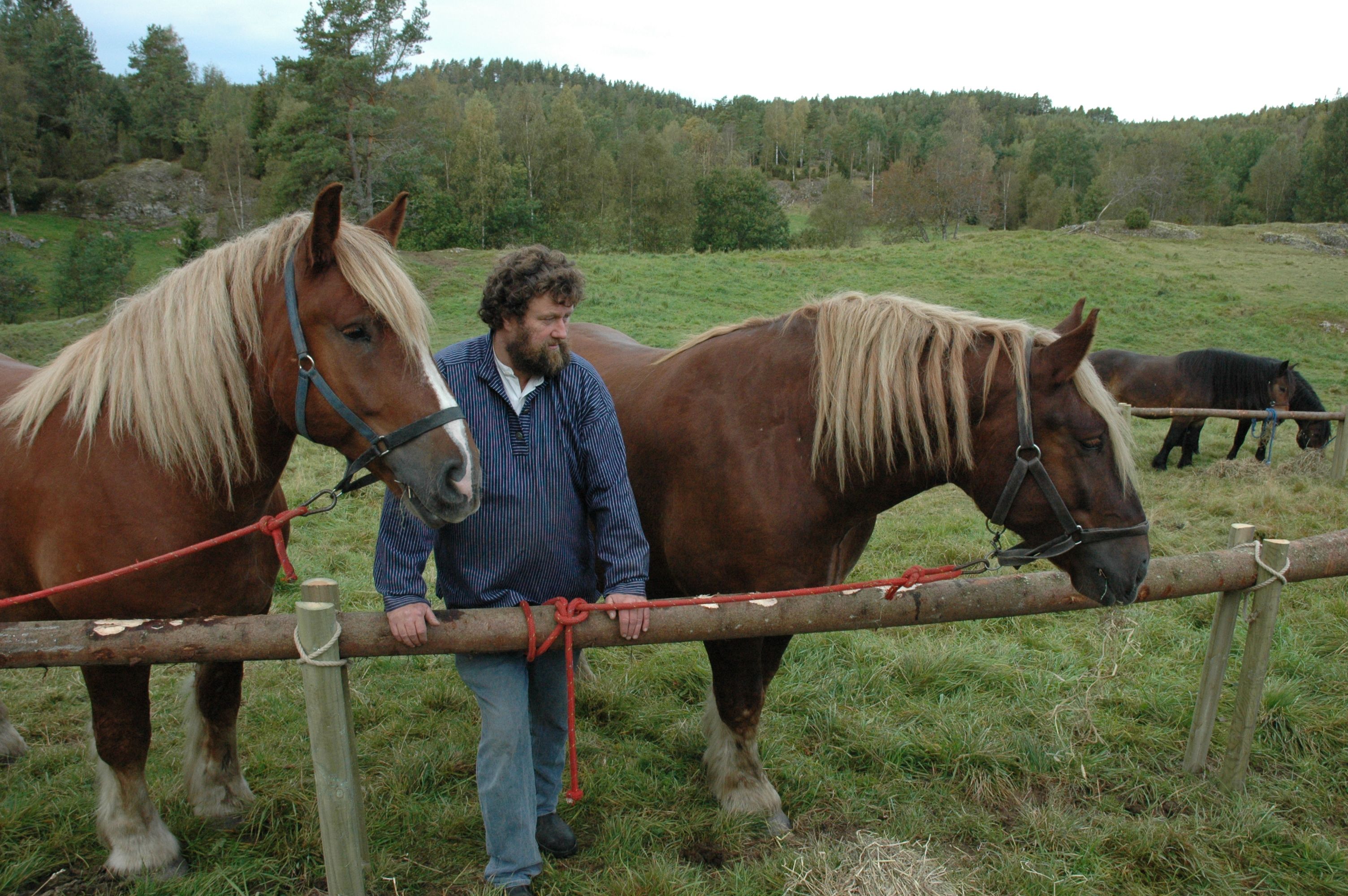 Stallmester Jørgen Kvarme står mellom to hester på et jorde.