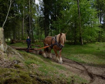 Skogsdrift med hest