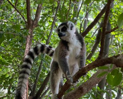 Lemur