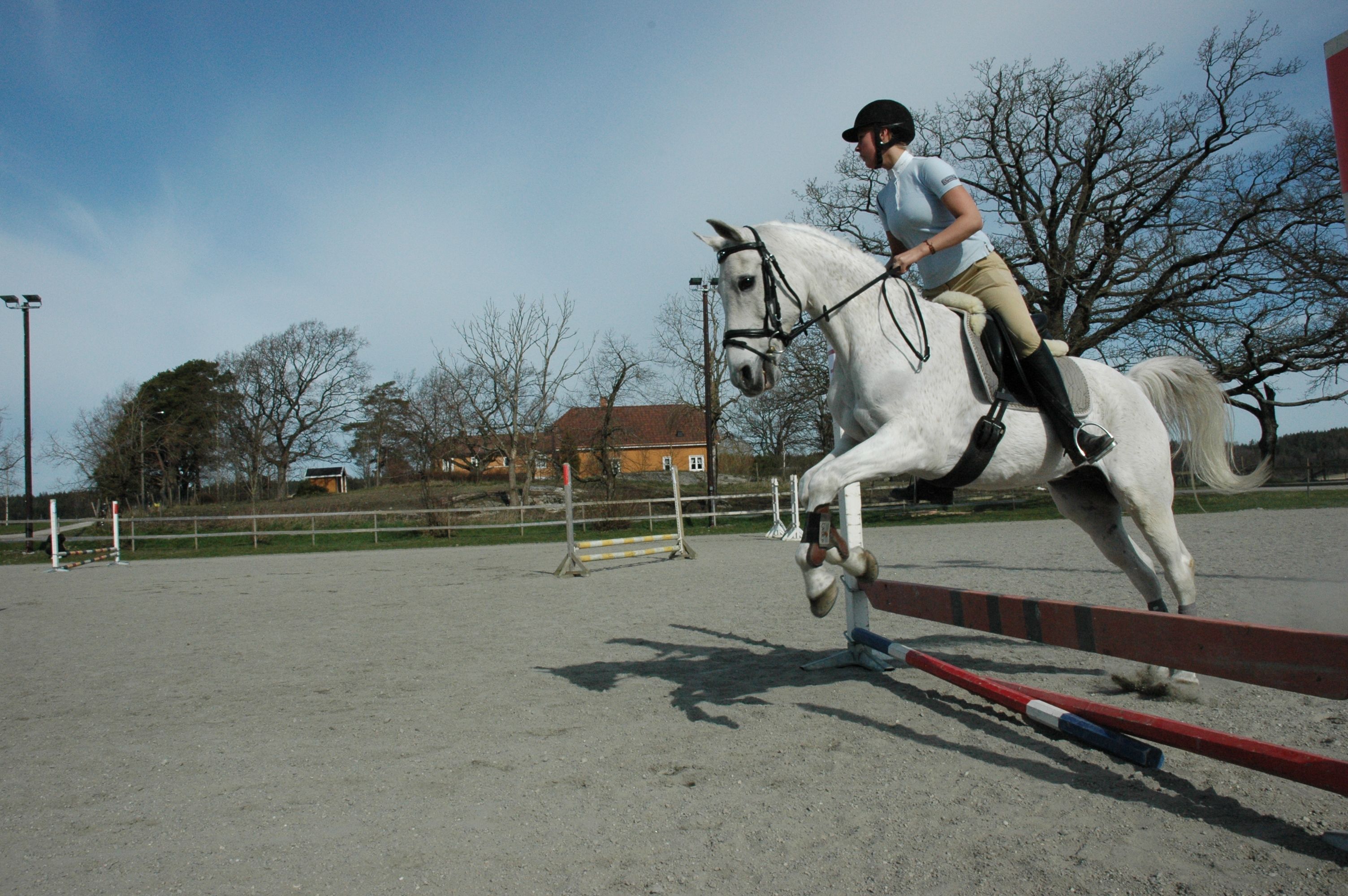Hest som springer over lavt hinder. 