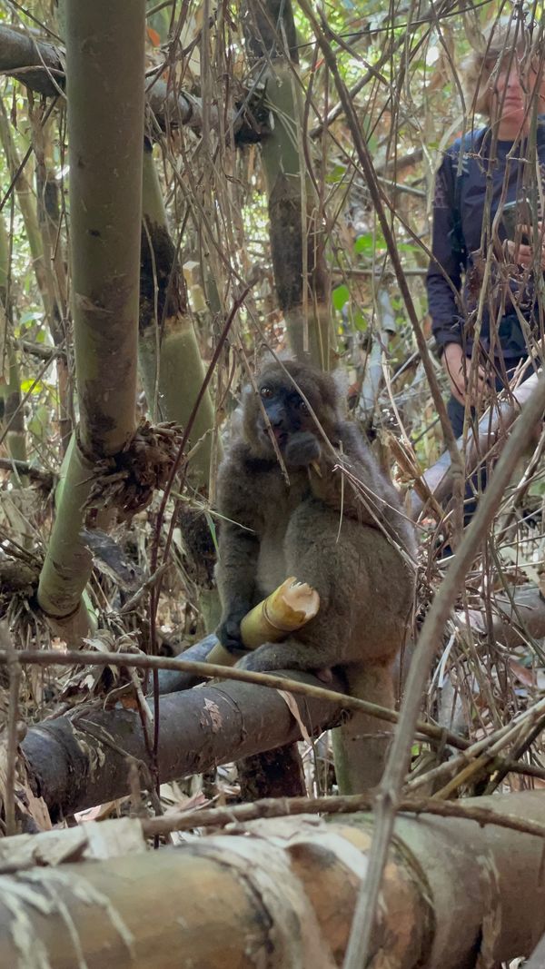 Ape