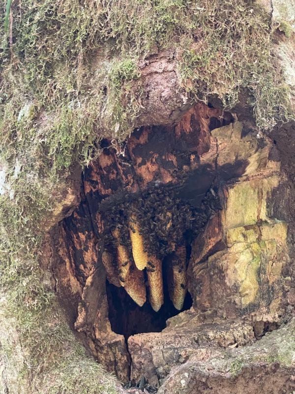 Interessant grotte