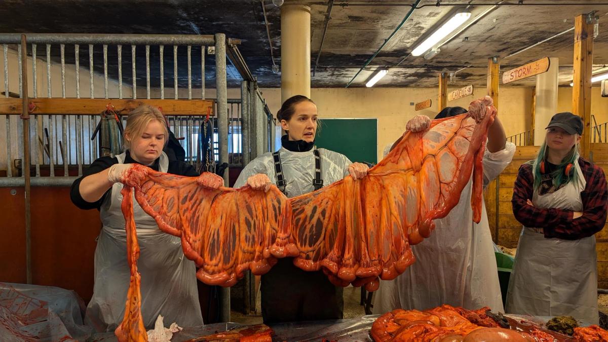 Lærer holder et hestekadaver, ved hjelp av to elever.