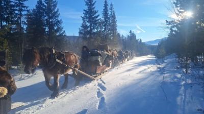 Hester trekker hestesleder på vinterføre, i vakkert solvær.