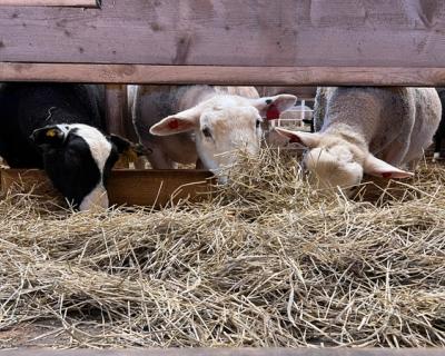 Sauer som står og spiser høy inne.