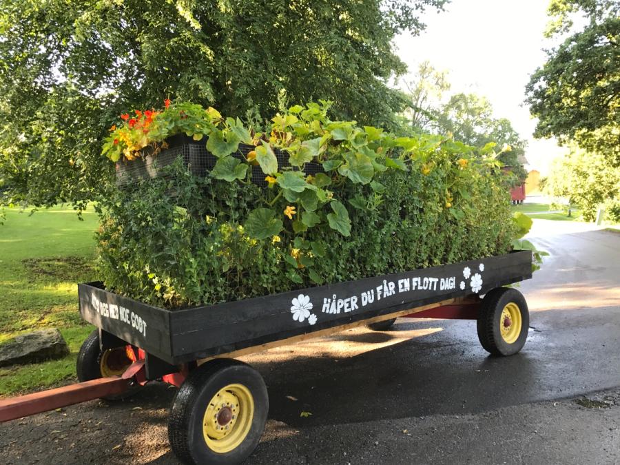 Kjøkkenhage i hestevogn.