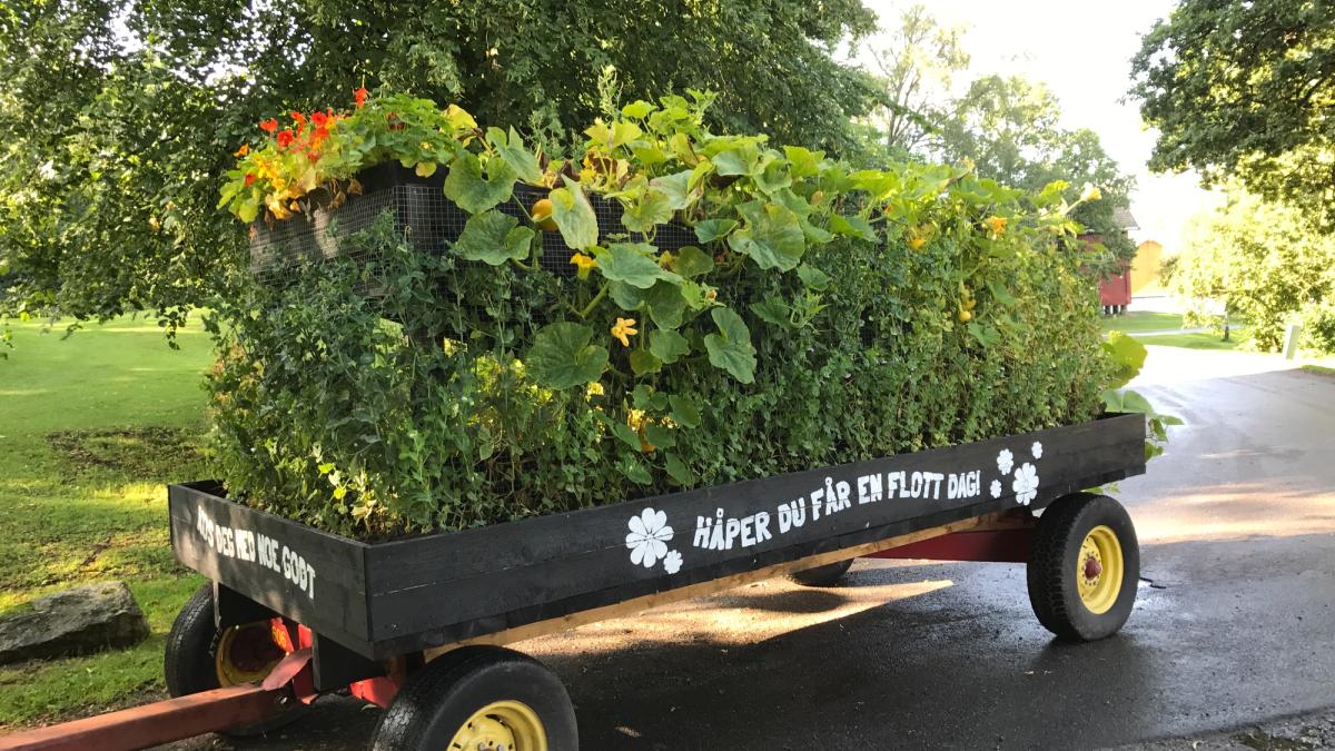 Kjøkkenhage i hestevogn.