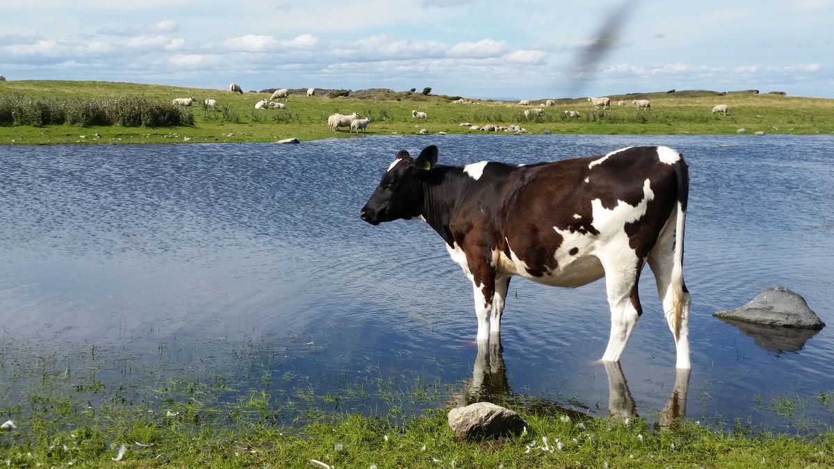 Kalv ved en dam. På andre siden av dammen beiter mange sauer.