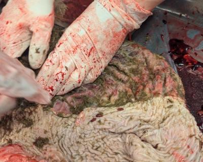 Elevene ser på skillet i magesekken.