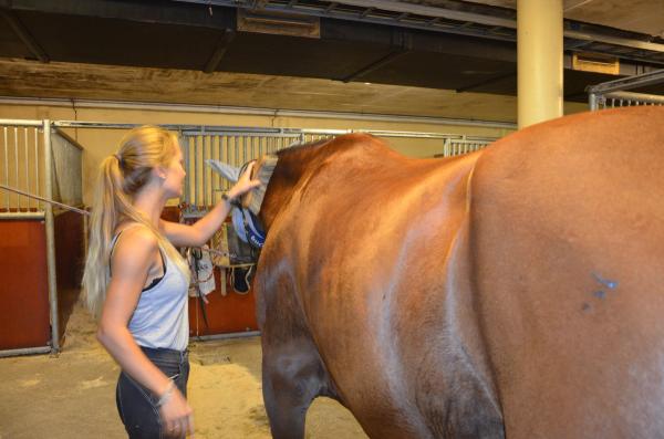 Elev børster hest i stallen.
